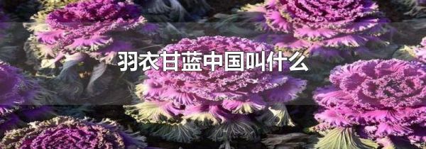 羽衣甘蓝中国叫什么
