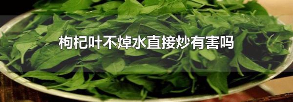 枸杞叶不焯水直接炒有害吗