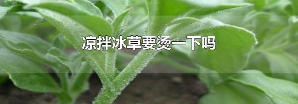 凉拌冰草要烫一下吗
