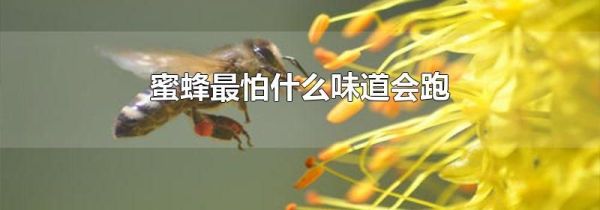 蜜蜂最怕什么味道会跑