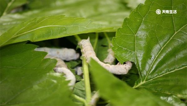 蚕几天结茧 蚕几天会结茧