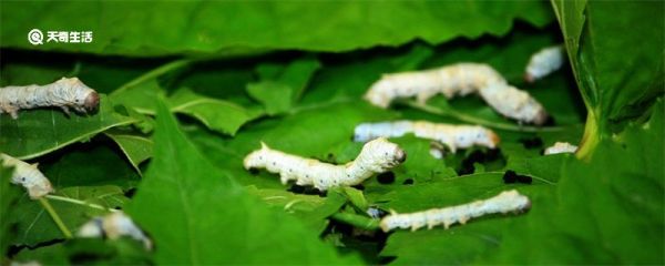 蚕几天结茧 蚕几天会结茧