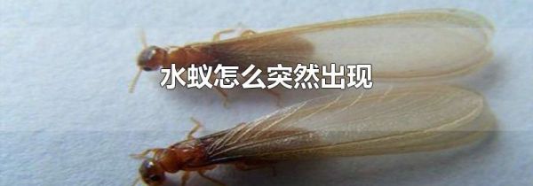 水蚁怎么突然出现