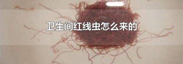 卫生间红线虫怎么来的
