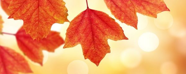 立秋喝奶茶是什么意思 立秋的来历