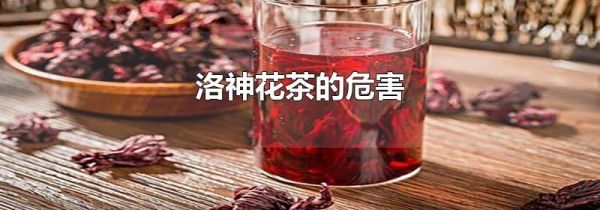 洛神花茶的危害
