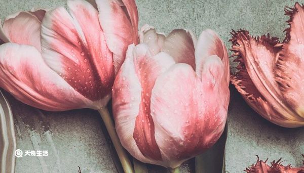 女儿节是哪个民族的节日 女儿节的风俗