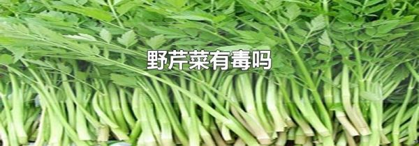 野芹菜有毒吗