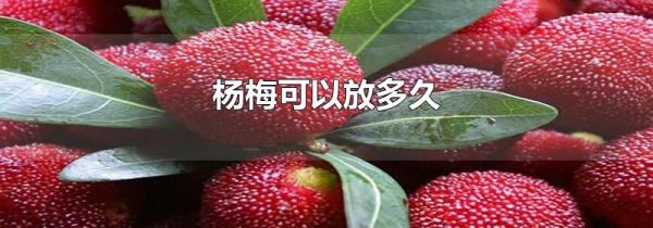 杨梅可以放多久