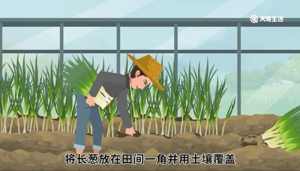 大葱怎么保存时间最长 大葱怎么保存好