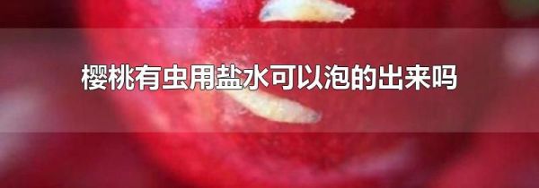 樱桃有虫用盐水可以泡的出来吗