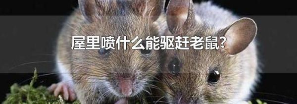 屋里喷什么能驱赶老鼠?