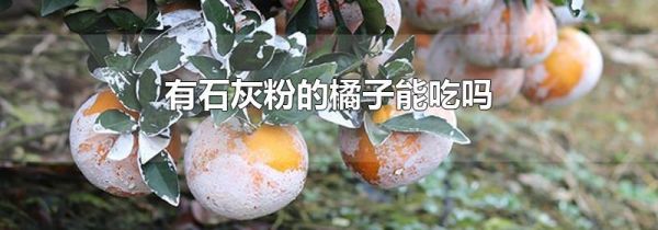 有石灰粉的橘子能吃吗