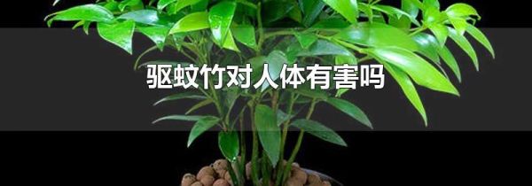 驱蚊竹对人体有害吗