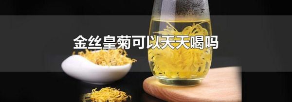 金丝皇菊可以天天喝吗