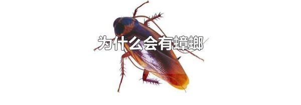 为什么会有蟑螂