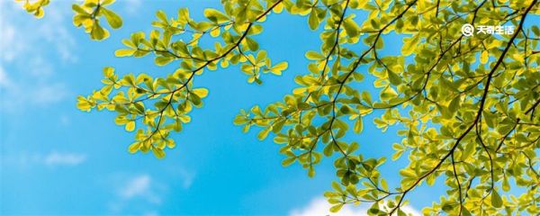 春分为什么叫春分 春分为什么叫作春分