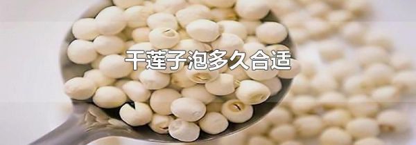 干莲子泡多久合适