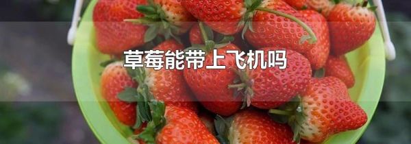 草莓能带上飞机吗