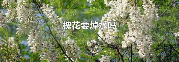 槐花要焯水吗