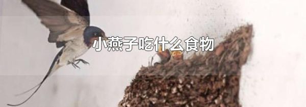 小燕子吃什么食物