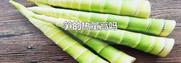 笋的热量高吗