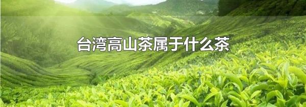 台湾高山茶属于什么茶