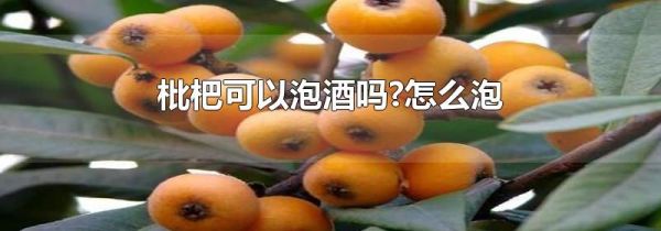 枇杷可以泡酒吗?怎么泡