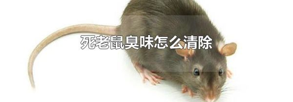 死老鼠臭味怎么清除
