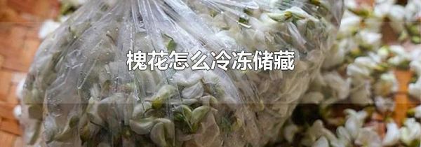 槐花怎么冷冻储藏