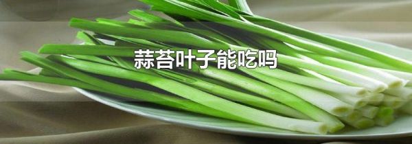 蒜苔叶子能吃吗