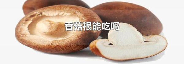 香菇根能吃吗