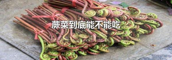 蕨菜到底能不能吃