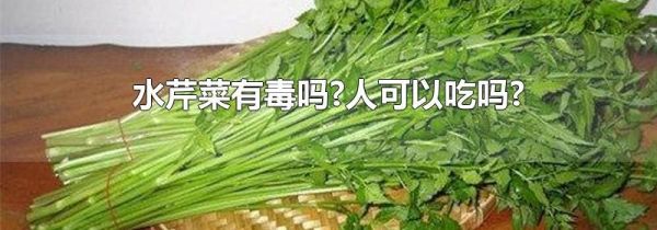 水芹菜有毒吗?人可以吃吗?