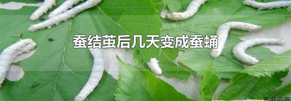 蚕结茧后几天变成蚕蛹