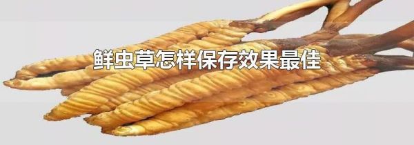 鲜虫草怎样保存效果最佳