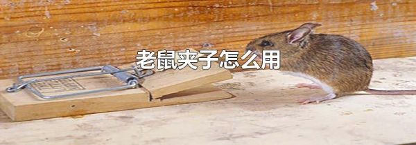 老鼠夹子怎么用