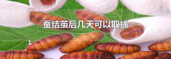蚕结茧后几天可以取蛹