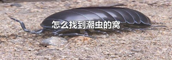 怎么找到潮虫的窝