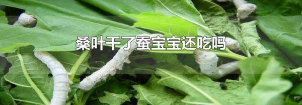 桑叶干了蚕宝宝还吃吗