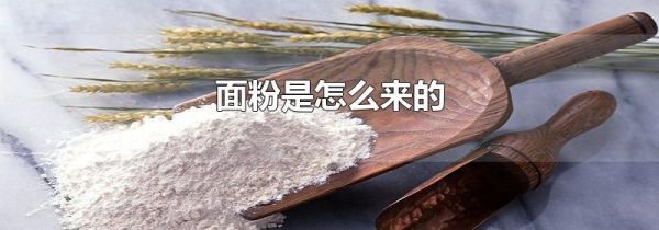 面粉是怎么来的