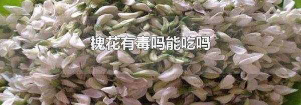 槐花有毒吗能吃吗