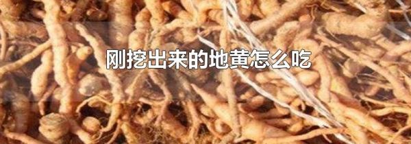 刚挖出来的地黄怎么吃