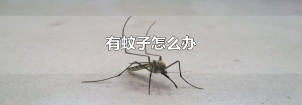 有蚊子怎么办