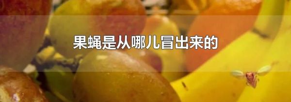 果蝇是从哪儿冒出来的