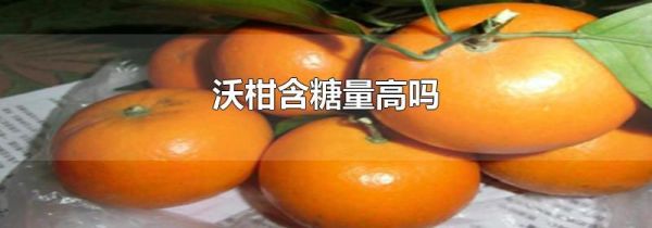 沃柑含糖量高吗