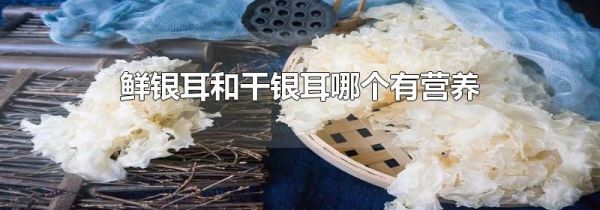 鲜银耳和干银耳哪个有营养