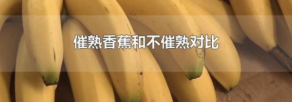 催熟香蕉和不催熟对比
