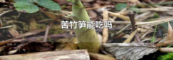 苦竹笋能吃吗