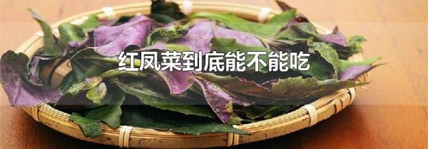 红凤菜到底能不能吃